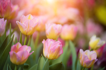 Blurred background image of Tulip, Pink flower tulip lit by sunlight