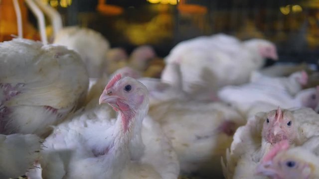 White broilers sit and walk inside their shared cage. 