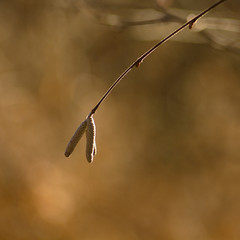 Lamb Corylus avellana, male inflorescence of hazel, spring background.