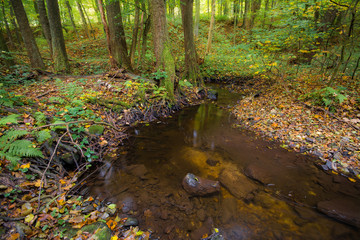 Stream flowing between roots of old trees in autumn forest, little Carpathian, Slovakia, Europe