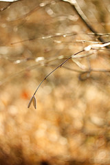 Lamb Corylus avellana, male inflorescence of hazel, spring background.
