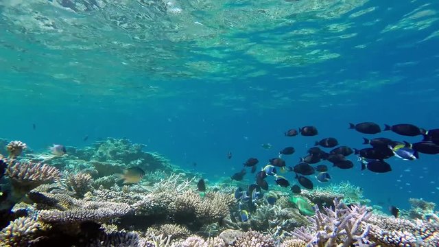 Maldives surgeonfish shoaling is foraging at the coral reef