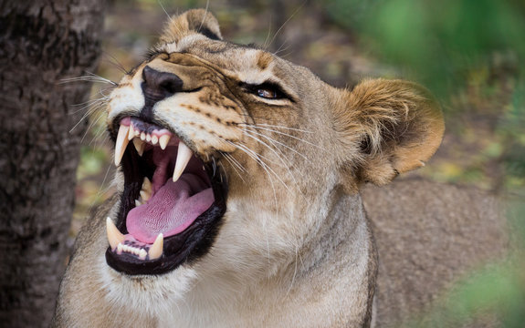 Young African lioness growling/yawning in between the African bush with soft focus leaves in the foreground.