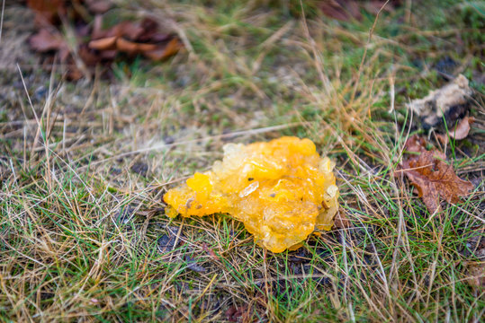 Tremella mesenterica is a common jelly fungus in the Tremellaceae family