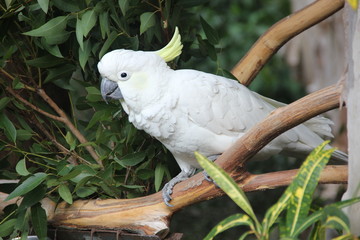 White kakadu
