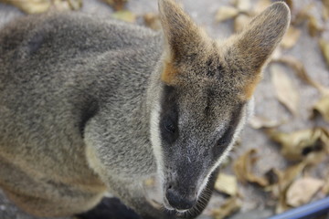 Naklejka na ściany i meble Wild kangaroo