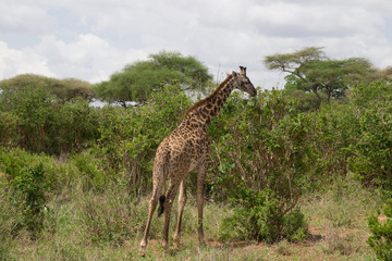 Giraffe
