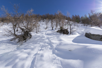 Winter