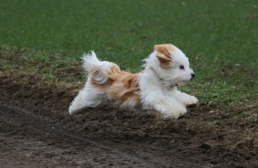 kleiner rennender Havaneser auf einer Wiese