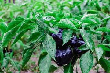 black bell peppers in the garden 