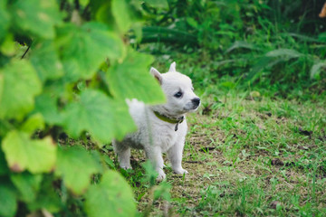 a white little puppy running and playing in the green grass