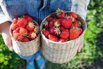 Girl in denim clothes with strawberry baskets in a sunny summer garden