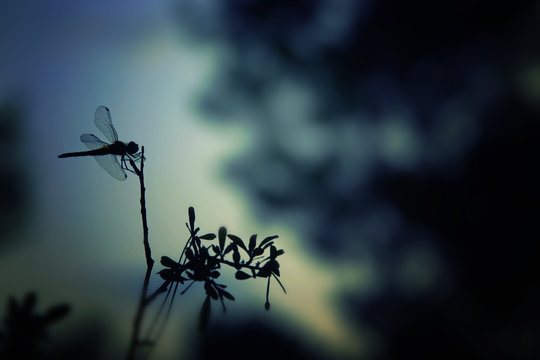 Abstract and magical image of dragonfly silhouette in the night forest. Fairy tale concept.