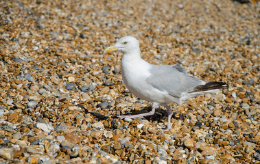Gull on a stony beach