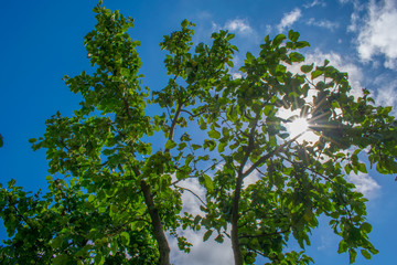 apple tree against the blue sky