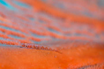 ウミウチワとイソハゼ