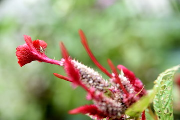 Close-up flowers in the Garden, Santiago City, Philippines