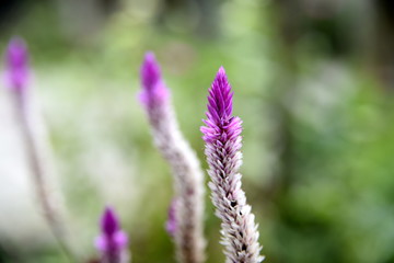 Fototapeta premium Close-up flowers in the Garden, Santiago City, Philippines