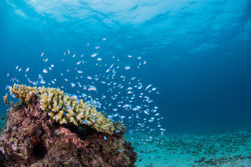 スズメダイの群れ
