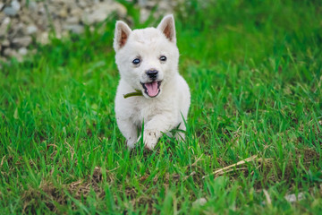 a white little puppy running and playing in the green grass
