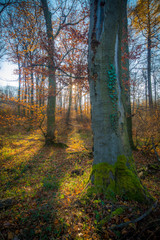 Obraz premium Deep forest in sunset in colorful autumn, little Carpathian, Slovakia, Europe