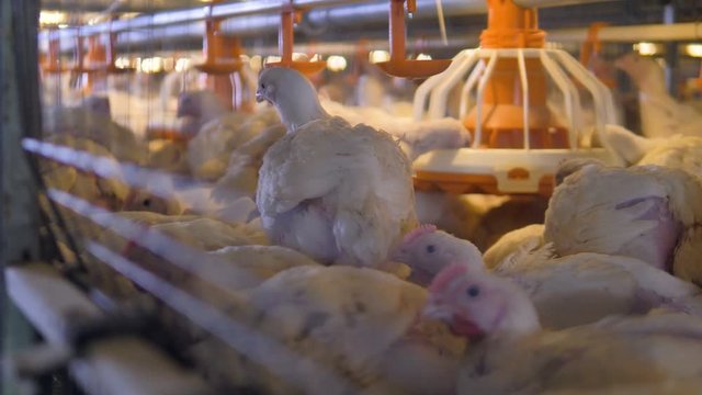 A crowded cage with broilers sitting or feeding from the plastic pan. 