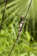 Bearded Dragon (lizard - baby) in green grass. Australia