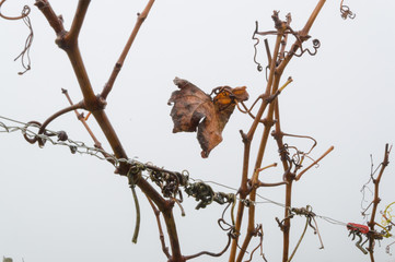 last withered leaf of wine