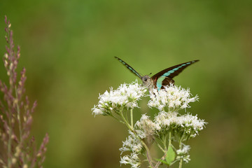 A blue triangle butterfly and white flowers.
