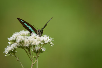 A blue triangle butterfly and white flowers.