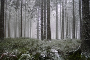 Winterwald
