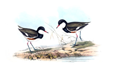 Illustration of bird