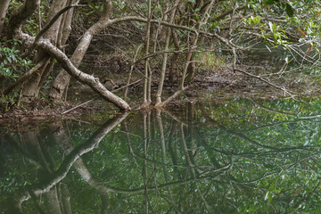 Forest lake reflecting trees in Hong Kong. Natural background