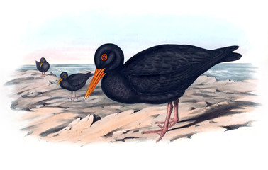 Illustration of bird