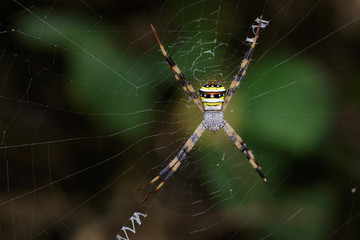 Image of multi-coloured argiope spider (Argiope pulchellla. ) in the net. Insect Animal