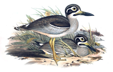Illustration of bird