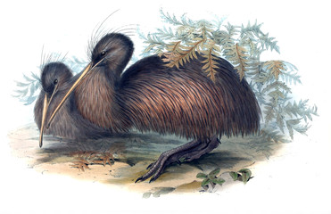 Illustration of kiwi
