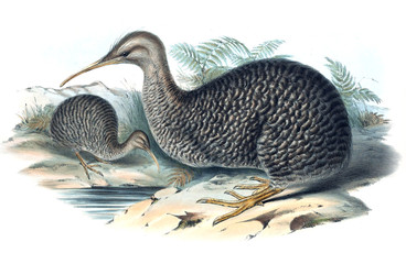 Illustration of kiwi