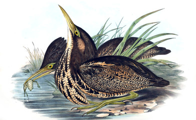 Illustration of bird