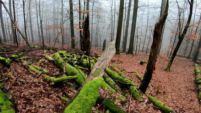 Verrottender Baumstamm im Naturpark Spessart, Zersetzung, Verg&auml;nglichkeit, Urwald, Laubwald, 4K