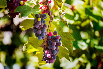 Bunches of juicy grapes on a hot day.