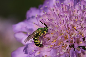 Button and Bee