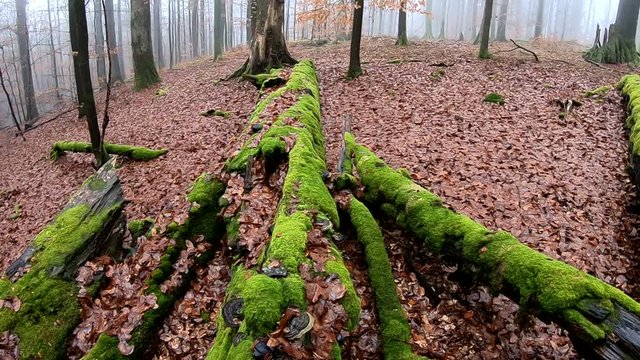 Verrottender Baumstamm im Naturpark Spessart, Zersetzung, Verg&auml;nglichkeit, Urwald, Laubwald, 4K