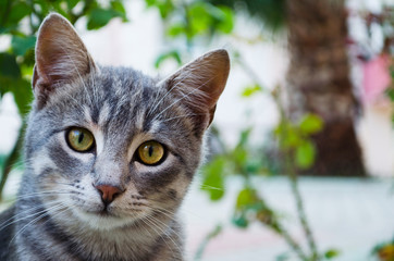 Cute gray cat looking at camera