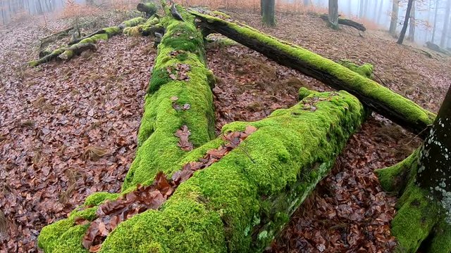 Verrottender Baumstamm im Naturpark Spessart, Zersetzung, Verg&auml;nglichkeit, Urwald, Laubwald, 4K