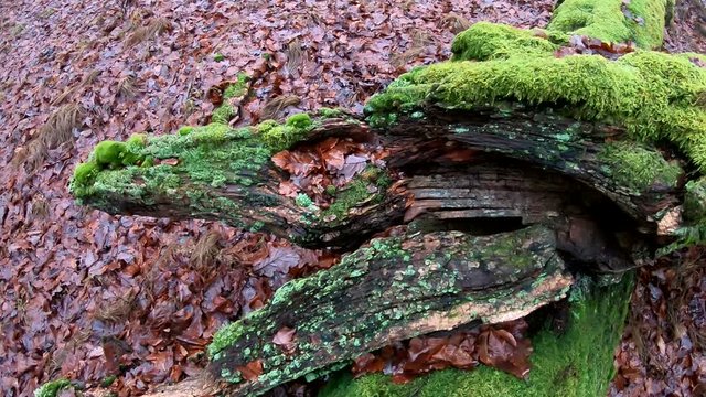 Verrottender Baumstamm im Naturpark Spessart, Zersetzung, Verg&auml;nglichkeit, Urwald, Laubwald, 4K