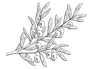 Olive graphic branch black white isolated sketch illustration vector