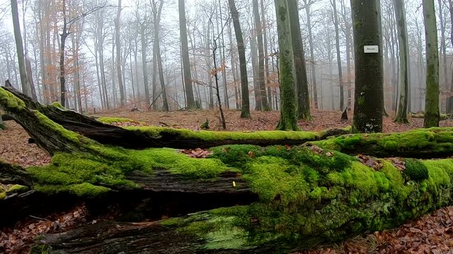 Verrottender Baumstamm im Naturpark Spessart, Zersetzung, Verg&auml;nglichkeit, Urwald, Laubwald, 4K