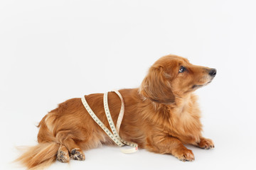 ダックスの健康診断