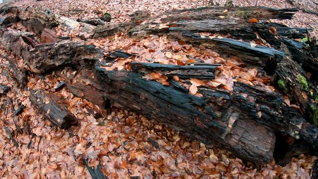 Verrottender Baumstamm im Naturpark Spessart, Zersetzung, Verg&auml;nglichkeit, Urwald, Laubwald, 4K